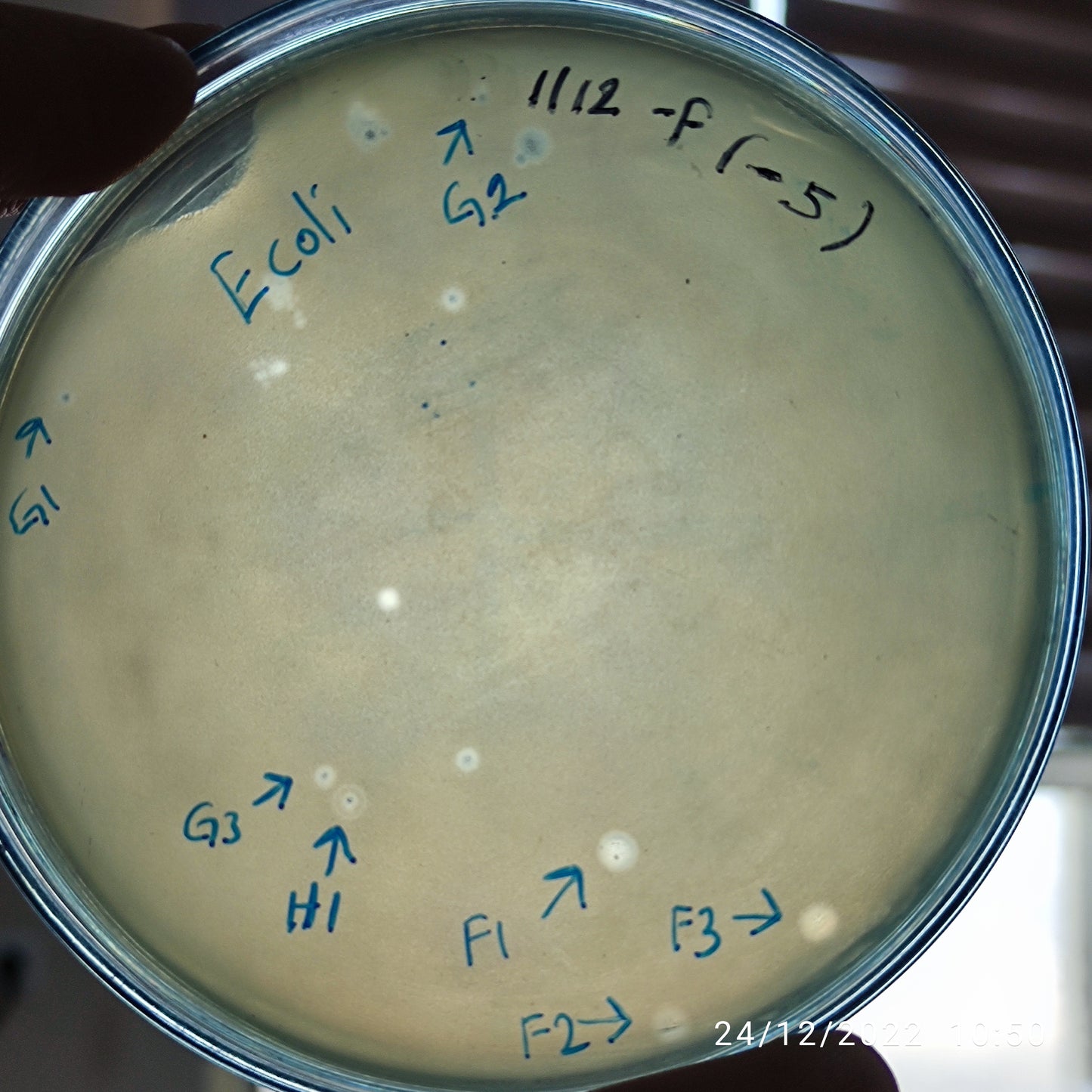 Escherichia coli bacteriophage 101112F