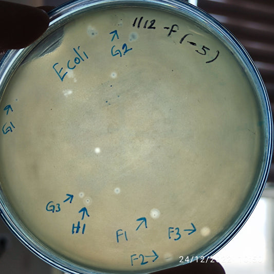 Escherichia coli bacteriophage 101112G