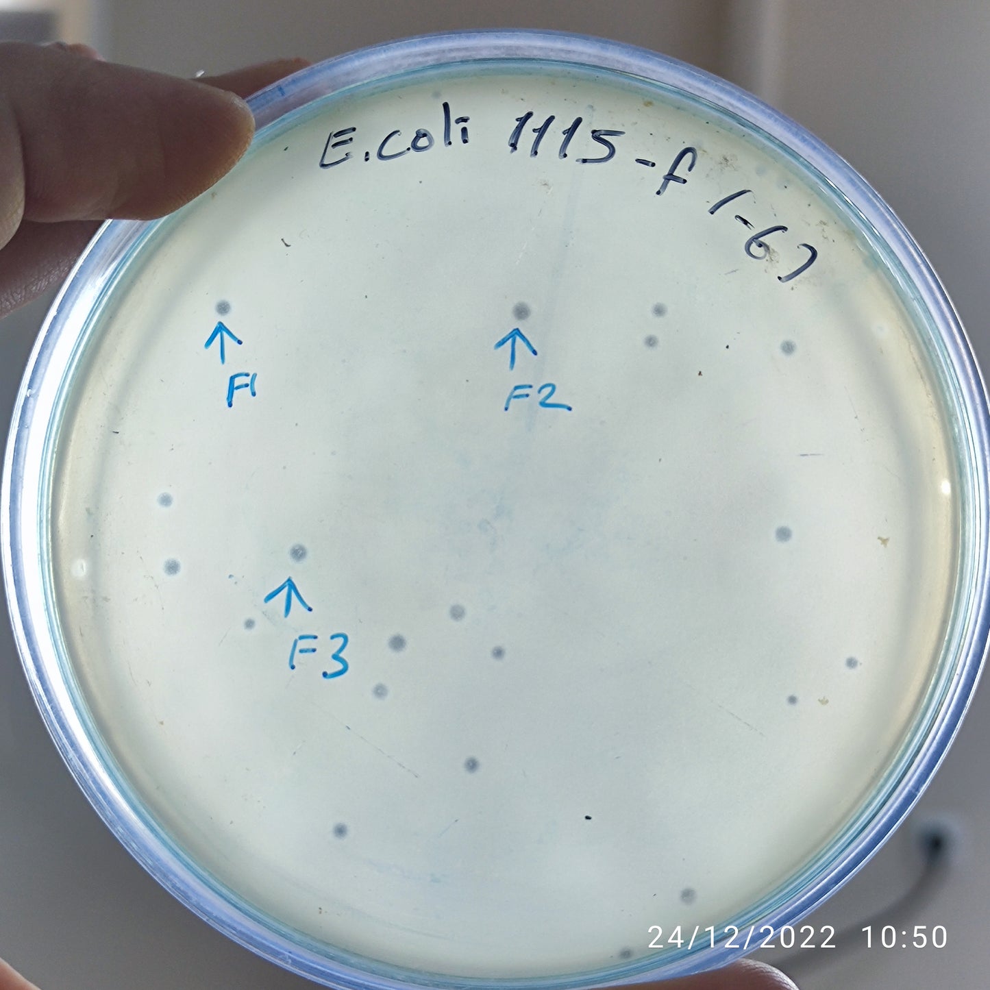 Escherichia coli bacteriophage 101115F