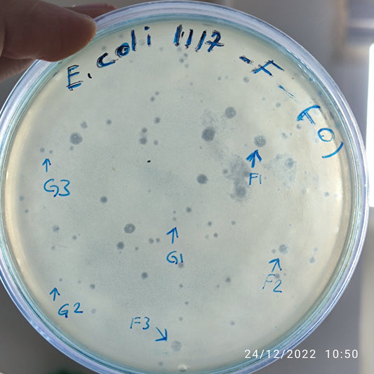 Escherichia coli bacteriophage 101117F