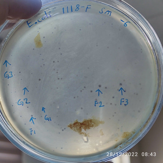 Escherichia coli bacteriophage 101118G