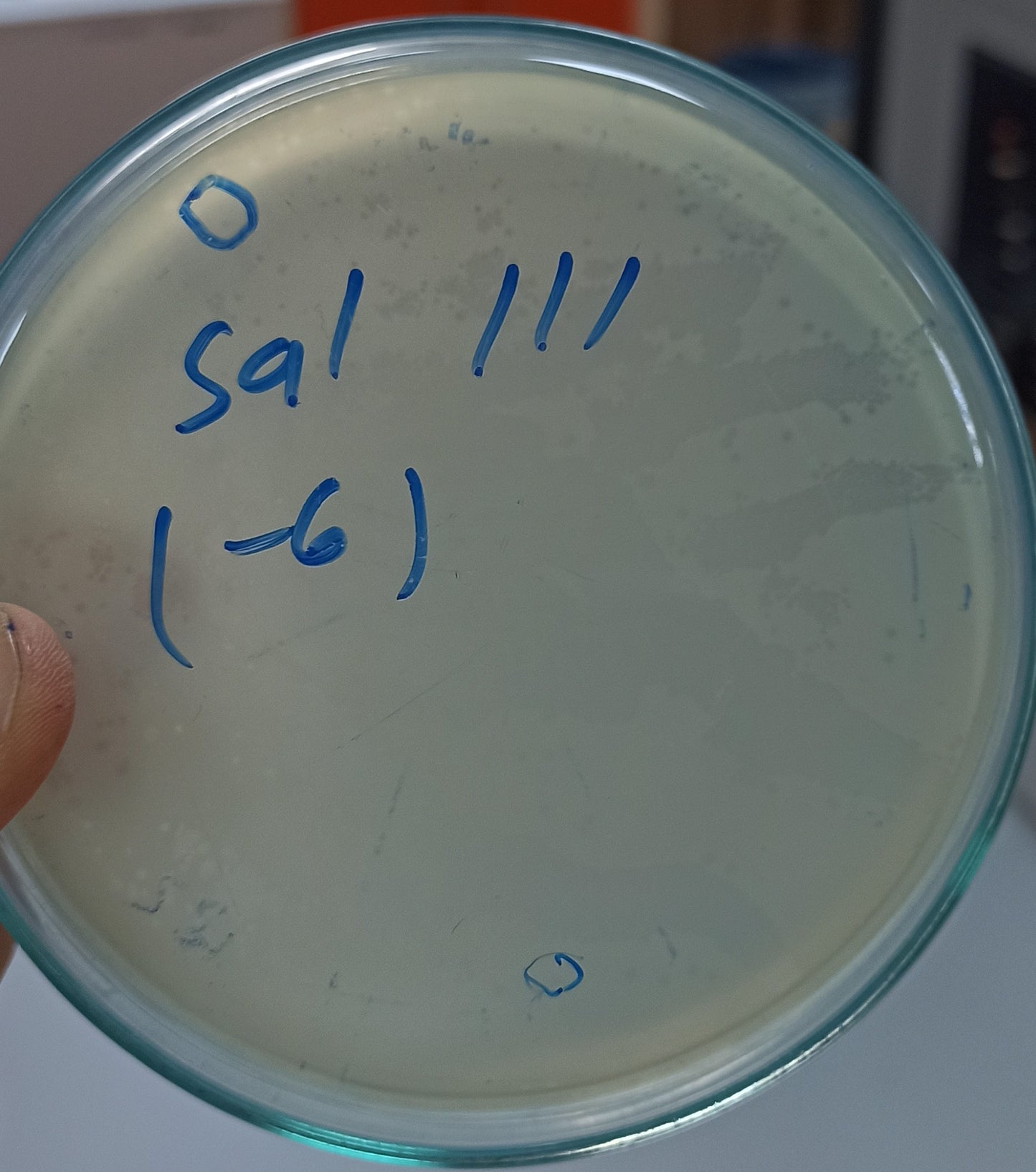 Salmonella bacteriophage 200111A