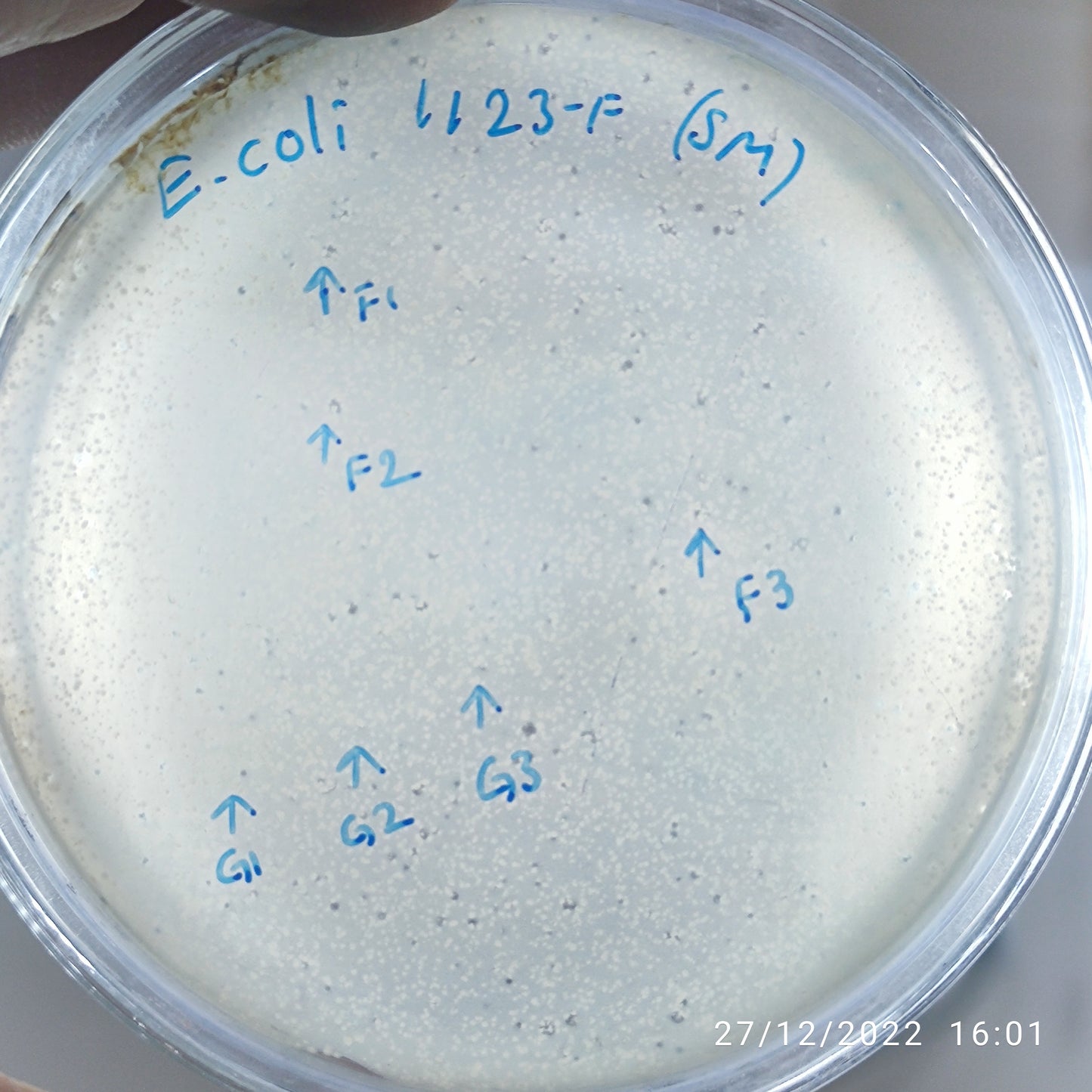 Escherichia coli bacteriophage 101123F