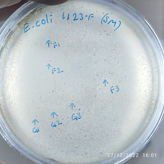 Escherichia coli bacteriophage 101123F