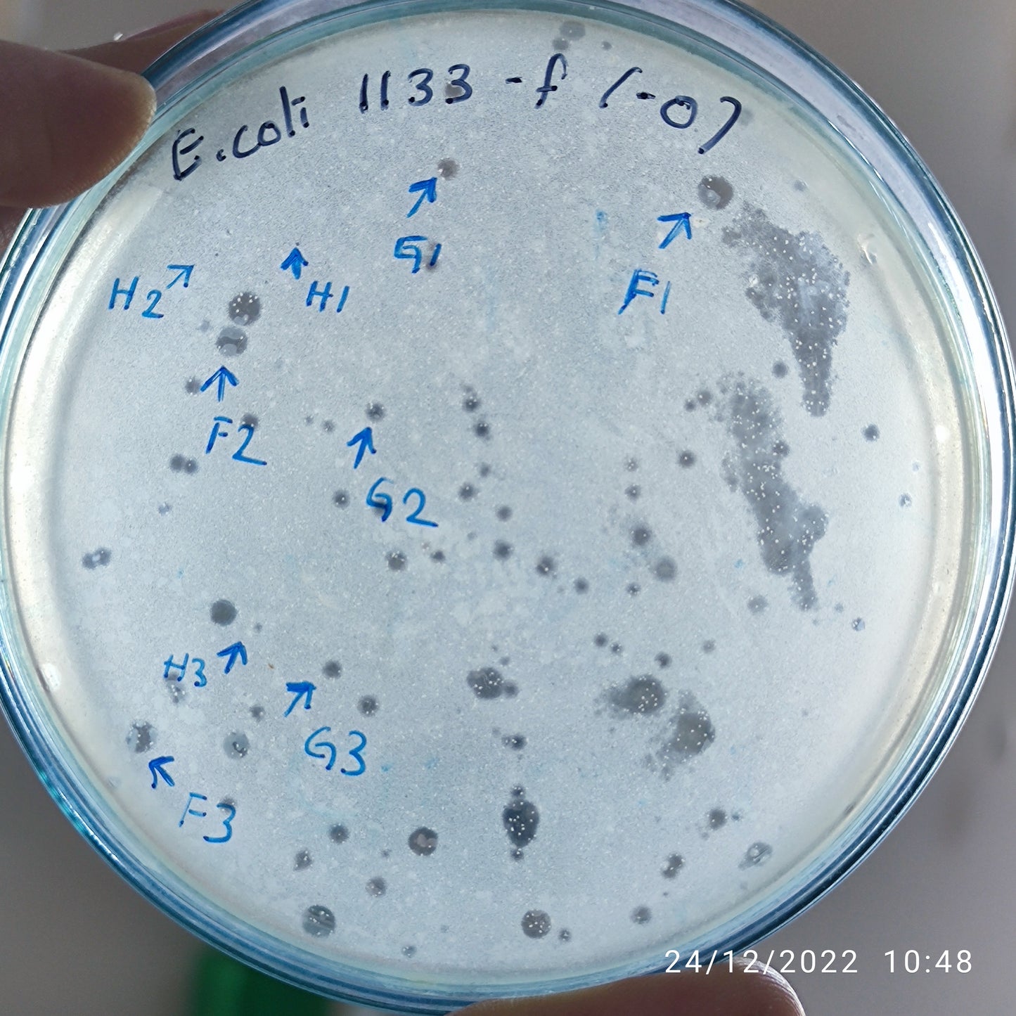 Escherichia coli bacteriophage 101133F