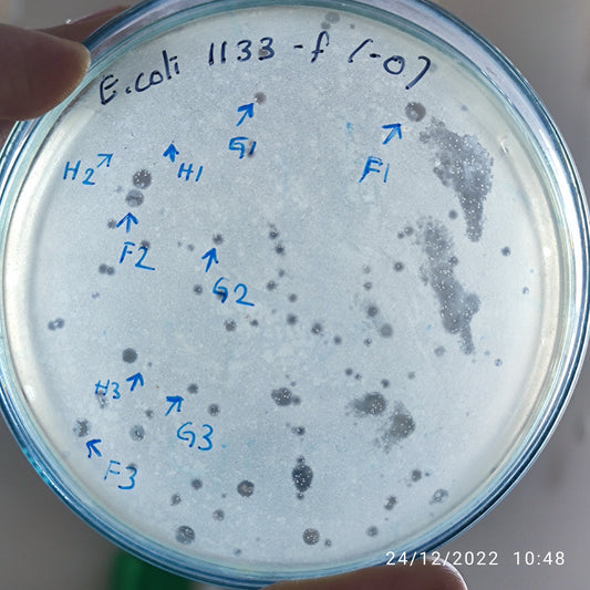 Escherichia coli bacteriophage 101133G