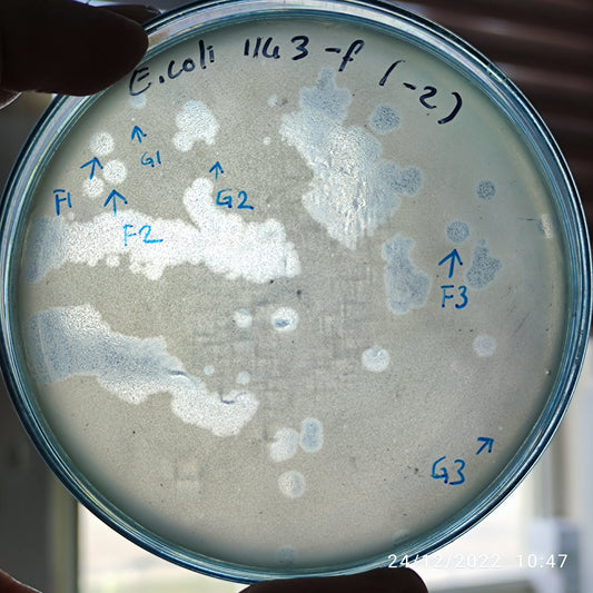 Escherichia coli bacteriophage 101143F