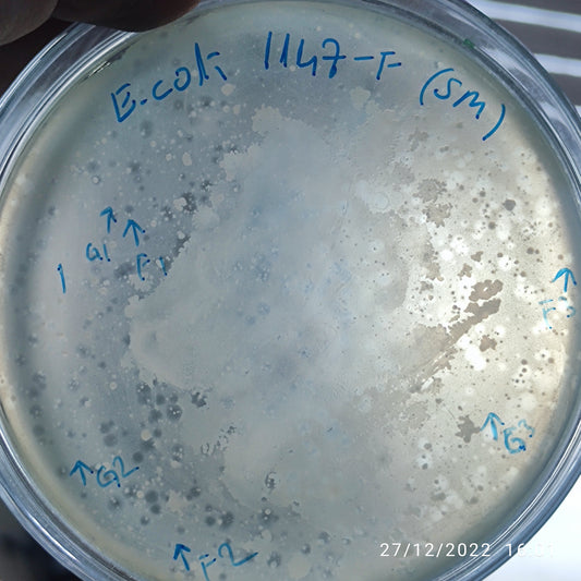 Escherichia coli bacteriophage 101147G