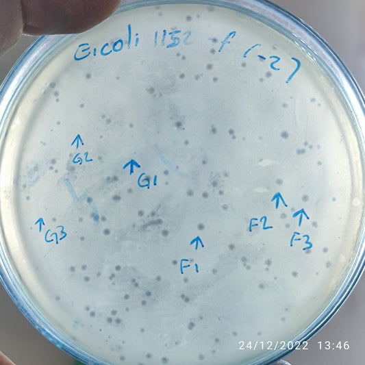 Escherichia coli bacteriophage 101152F