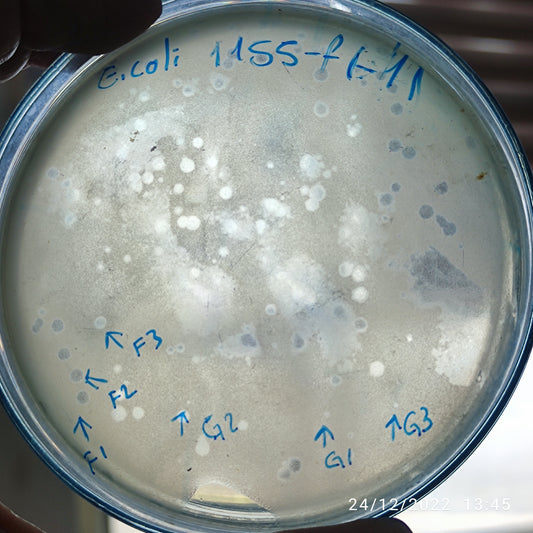 Escherichia coli bacteriophage 101155F