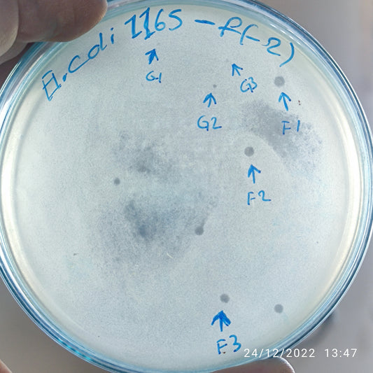Escherichia coli bacteriophage 101165G