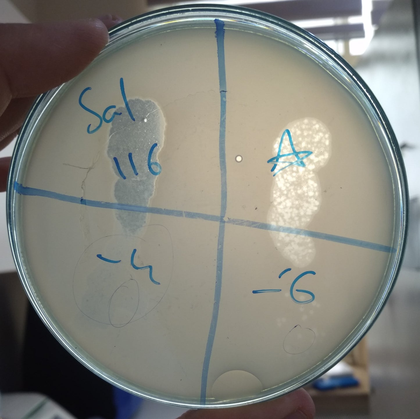 Salmonella bacteriophage 200116A