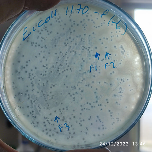 Escherichia coli bacteriophage 101170F