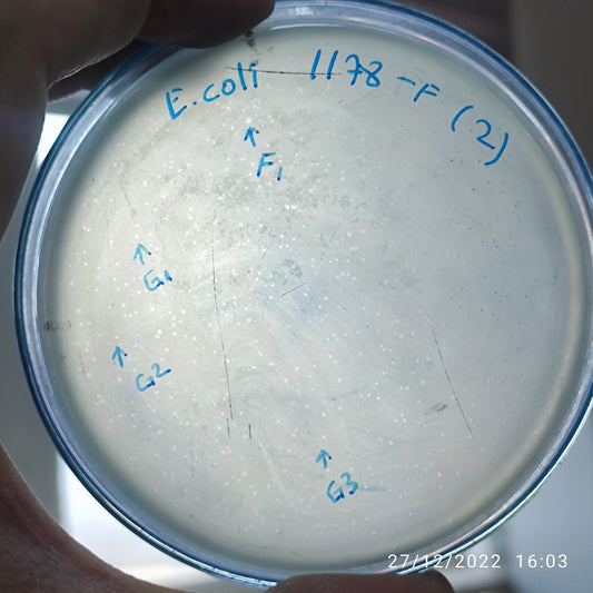 Escherichia coli bacteriophage 101178F
