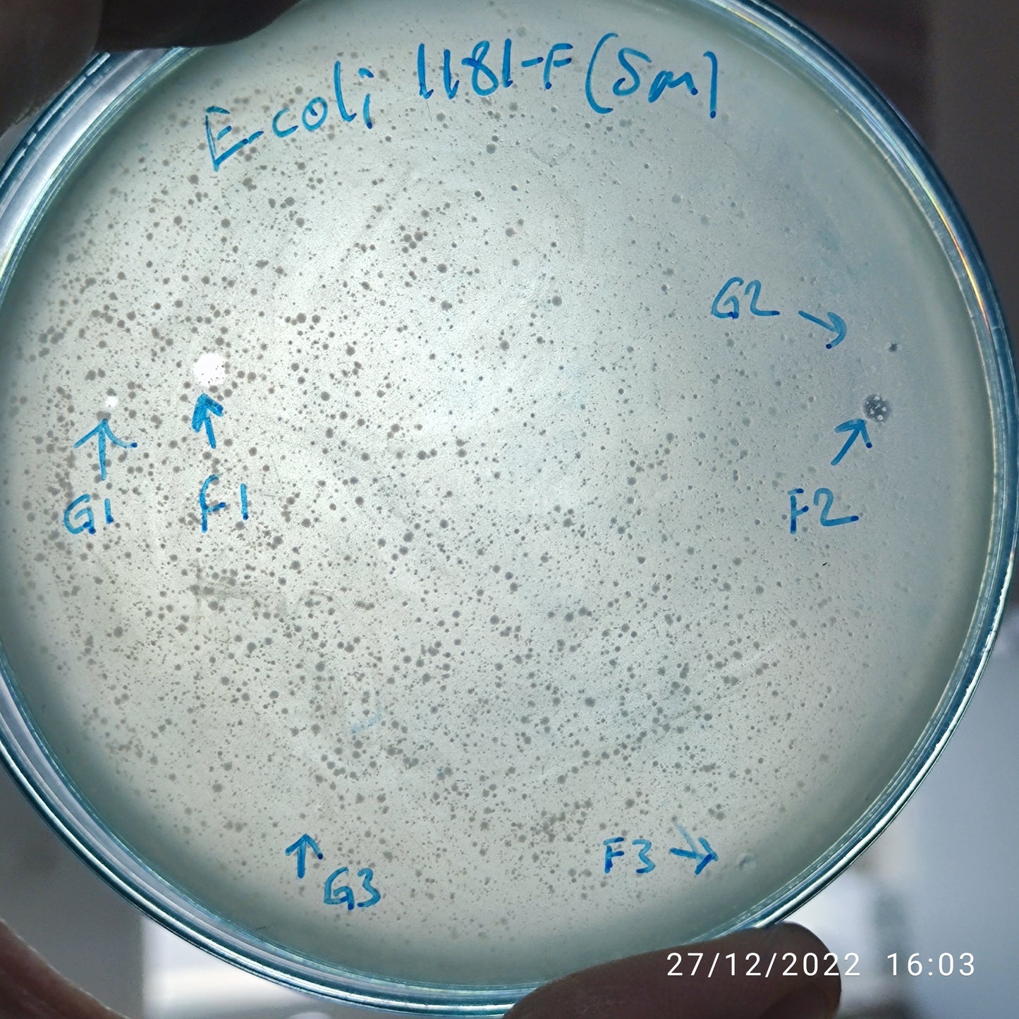 Escherichia coli bacteriophage 101181F