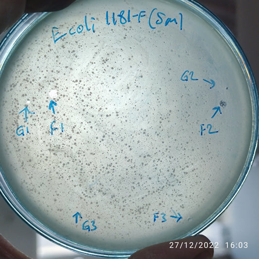 Escherichia coli bacteriophage 101181F