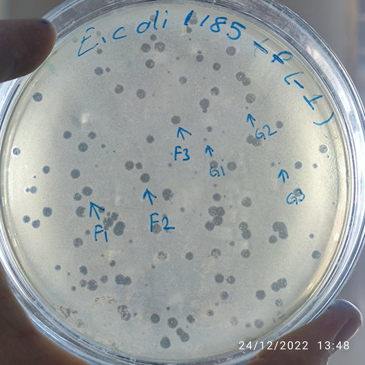 Escherichia coli bacteriophage 101185G
