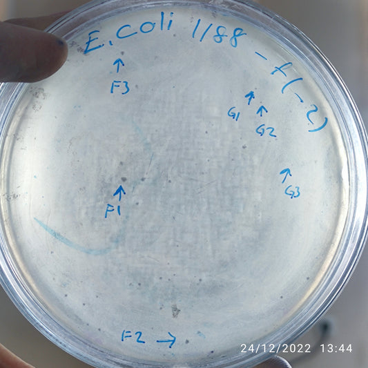 Escherichia coli bacteriophage 101188G