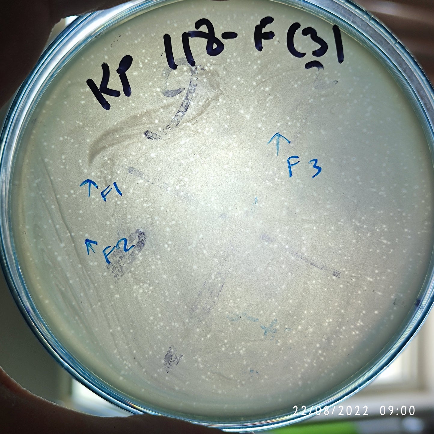 Klebsiella pneumoniae bacteriophage 180118F