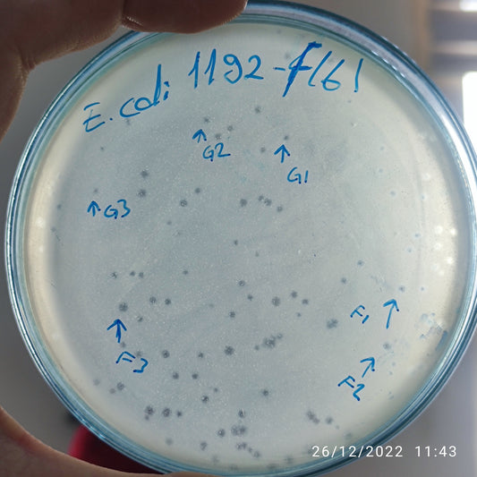 Escherichia coli bacteriophage 101192F