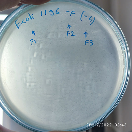 Escherichia coli bacteriophage 101196F