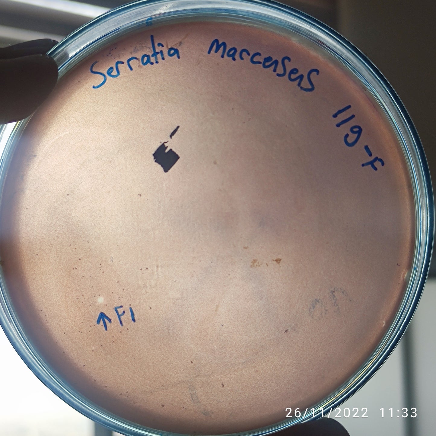 Serratia marcescens bacteriophage 200119F