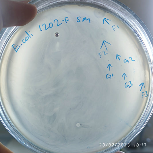 Escherichia coli bacteriophage 101202F