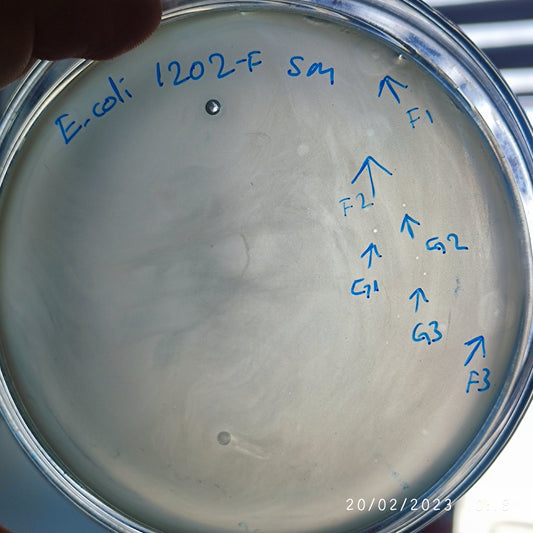 Escherichia coli bacteriophage 101202G