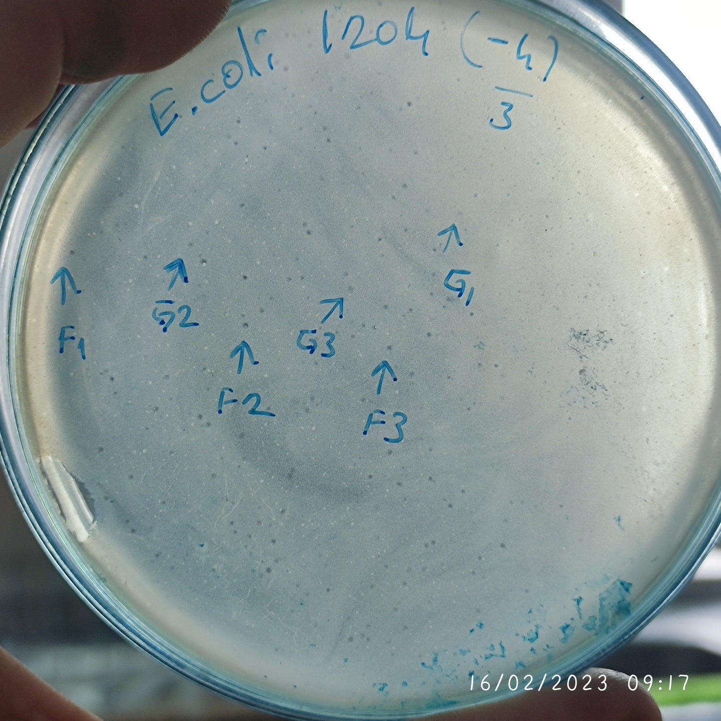 Escherichia coli bacteriophage 101204F