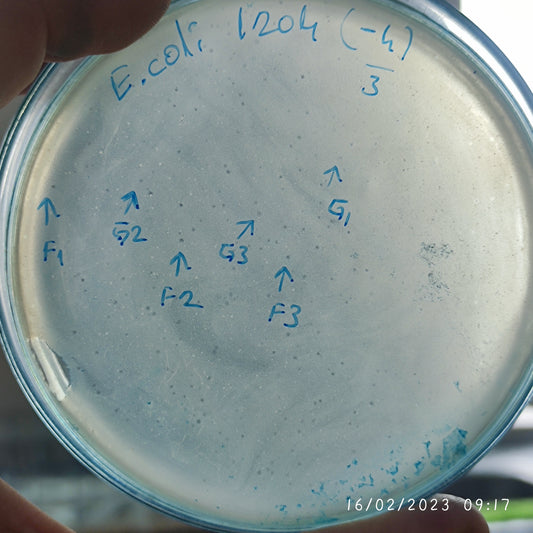 Escherichia coli bacteriophage 101204G