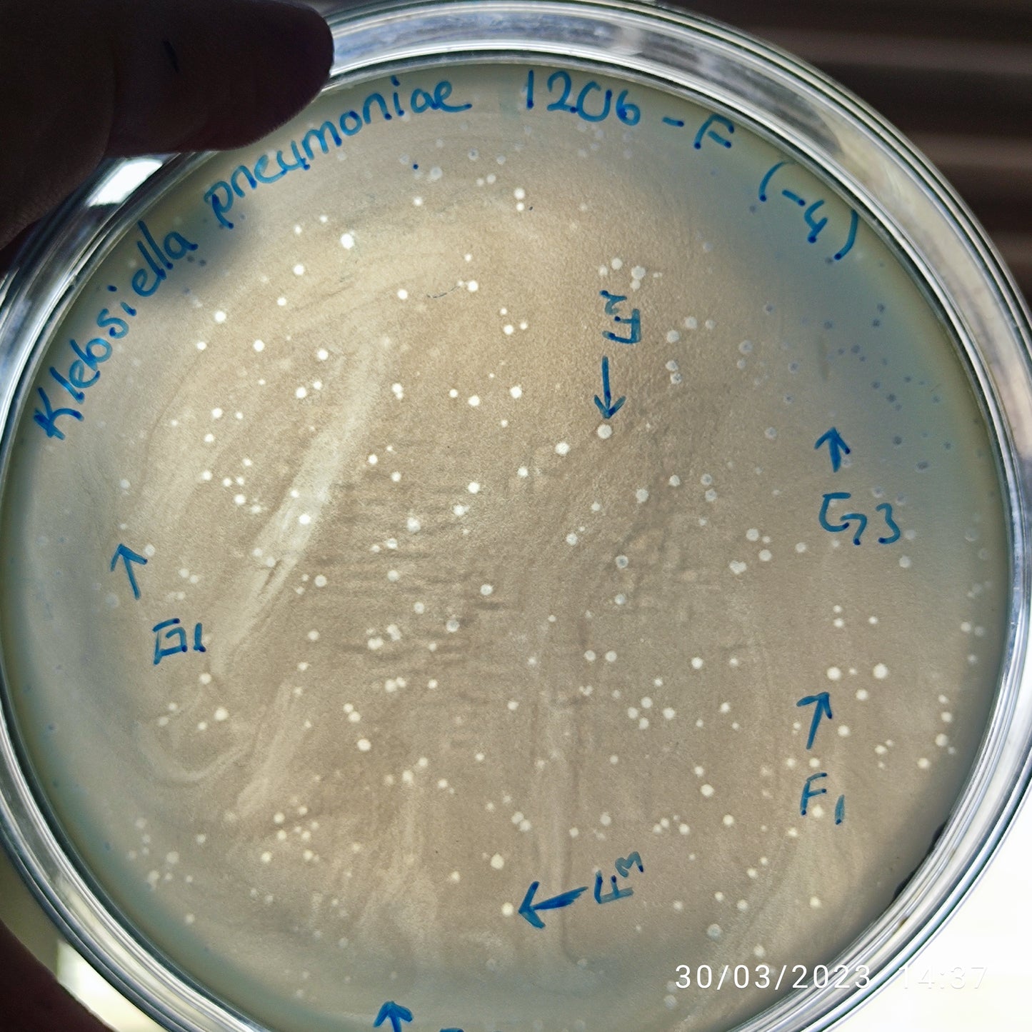 Klebsiella pneumoniae bacteriophage 181206F