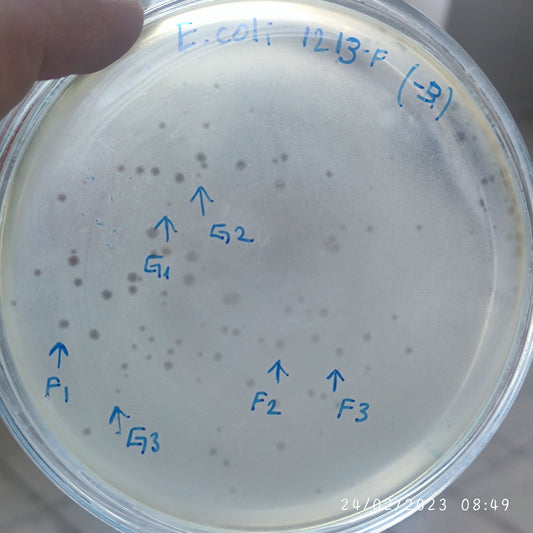 Escherichia coli bacteriophage 101213F
