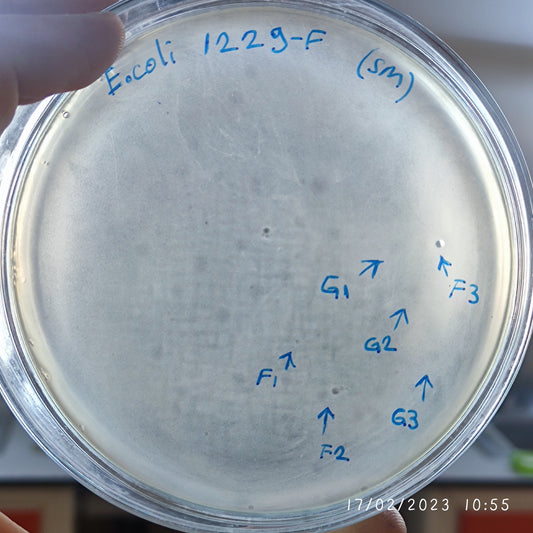 Escherichia coli bacteriophage 101229F
