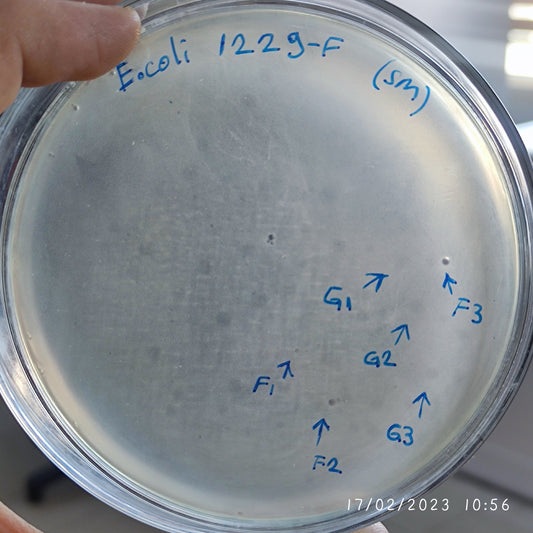 Escherichia coli bacteriophage 101229G