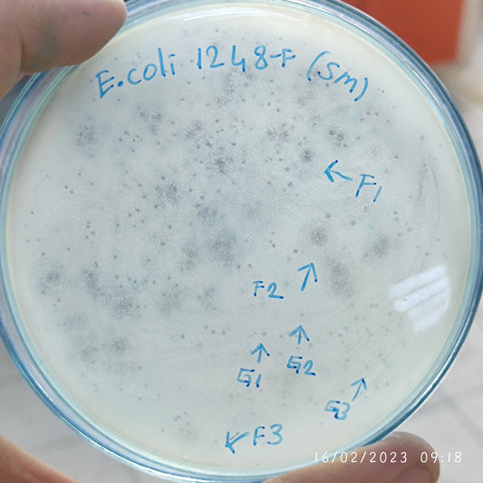 Escherichia coli bacteriophage 101248G