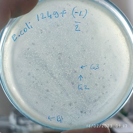 Escherichia coli bacteriophage 101249G