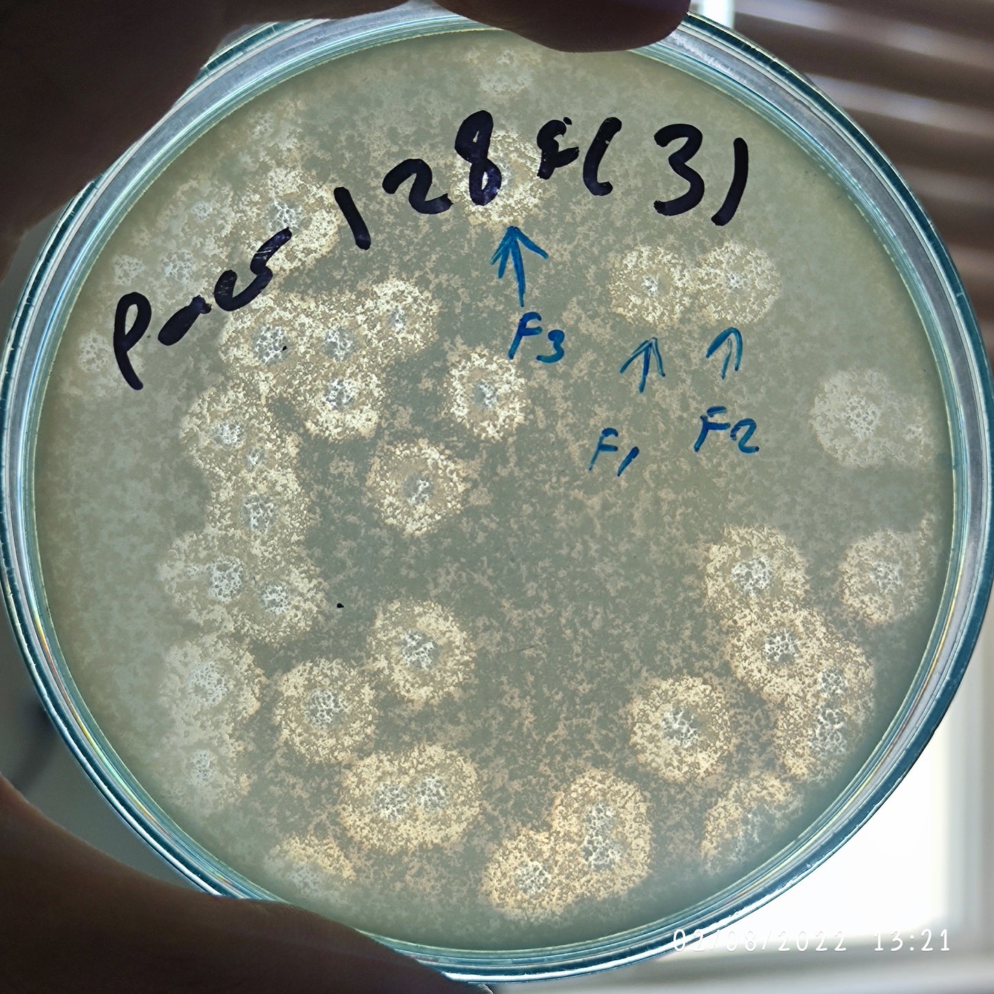Pseudomonas aeruginosa bacteriophage 130128F
