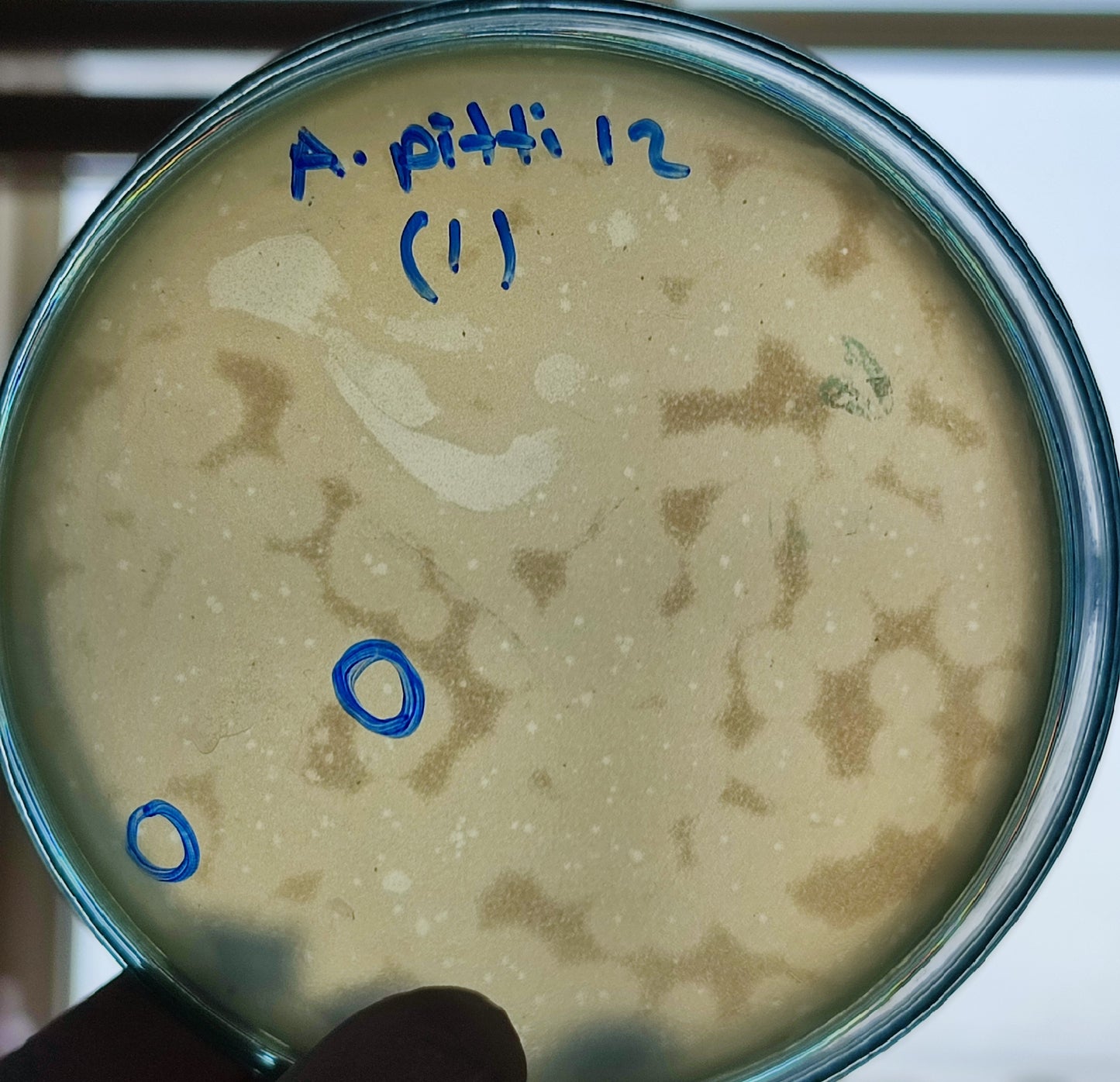 Acinetobacter pittii bacteriophage 128012D