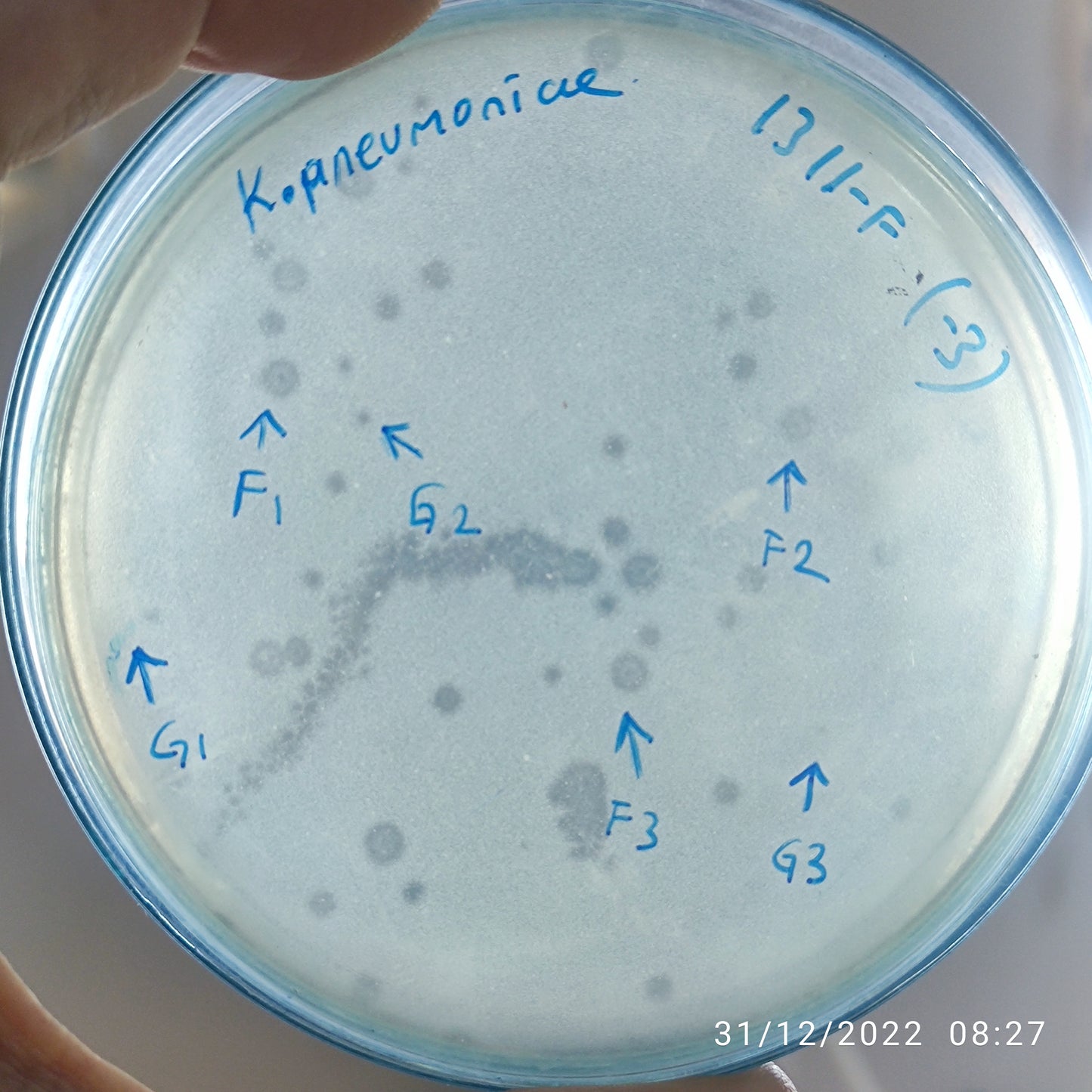Klebsiella pneumoniae bacteriophage 181311F