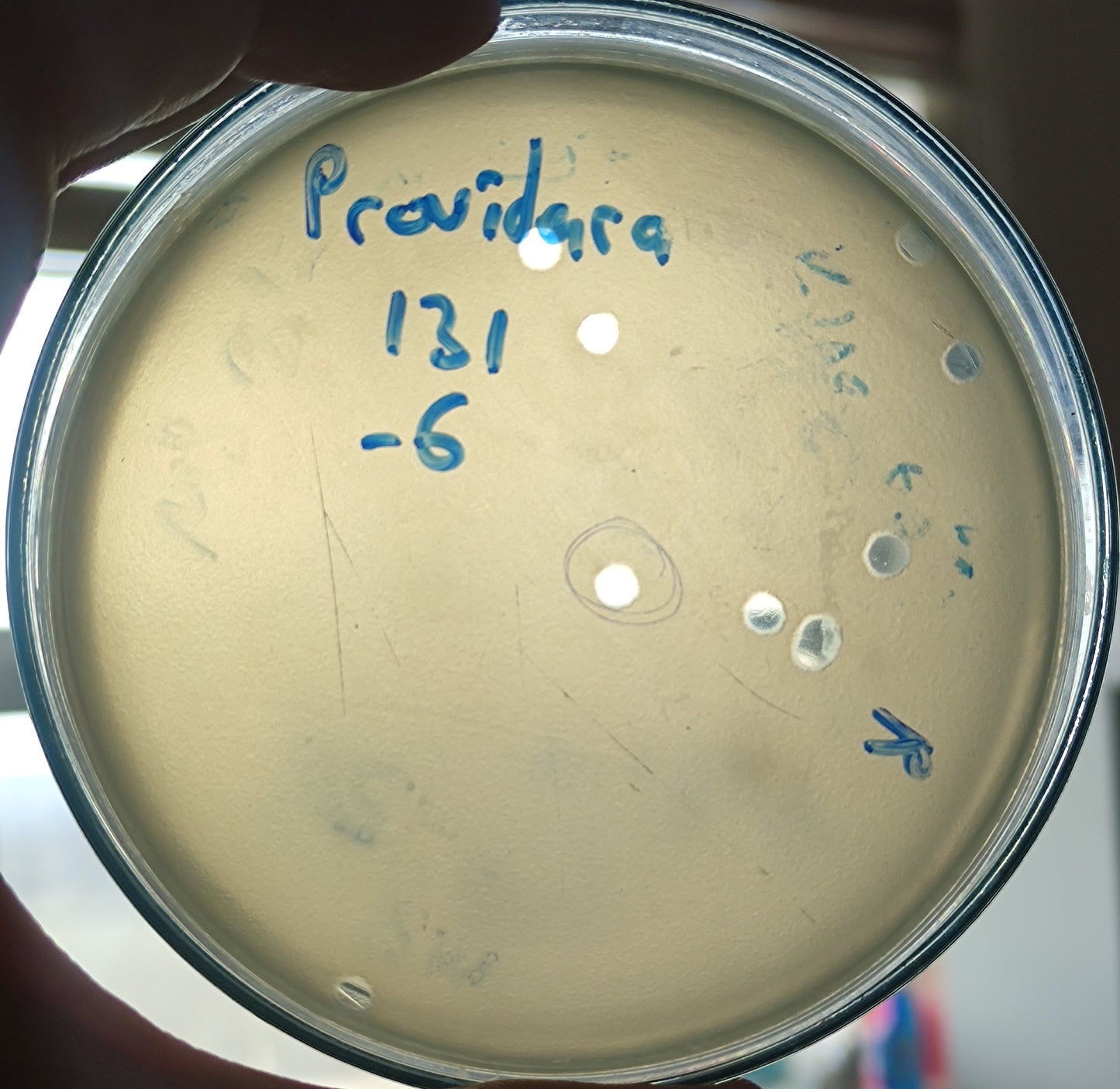 Providencia rettgeri bacteriophage 200131D