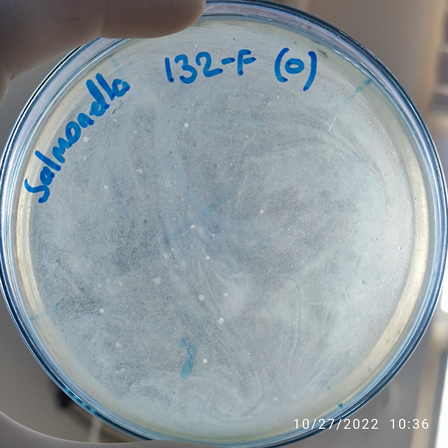 Salmonella bacteriophage 200132F