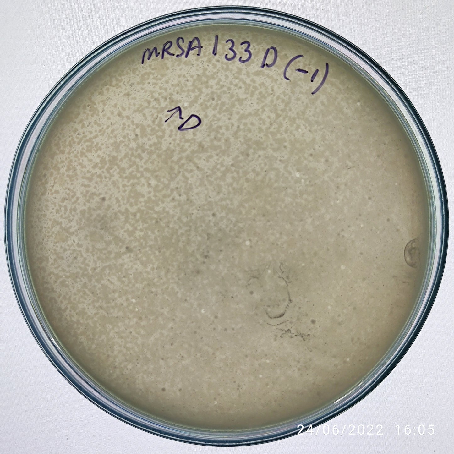 Staphylococcus aureus bacteriophage 150133D