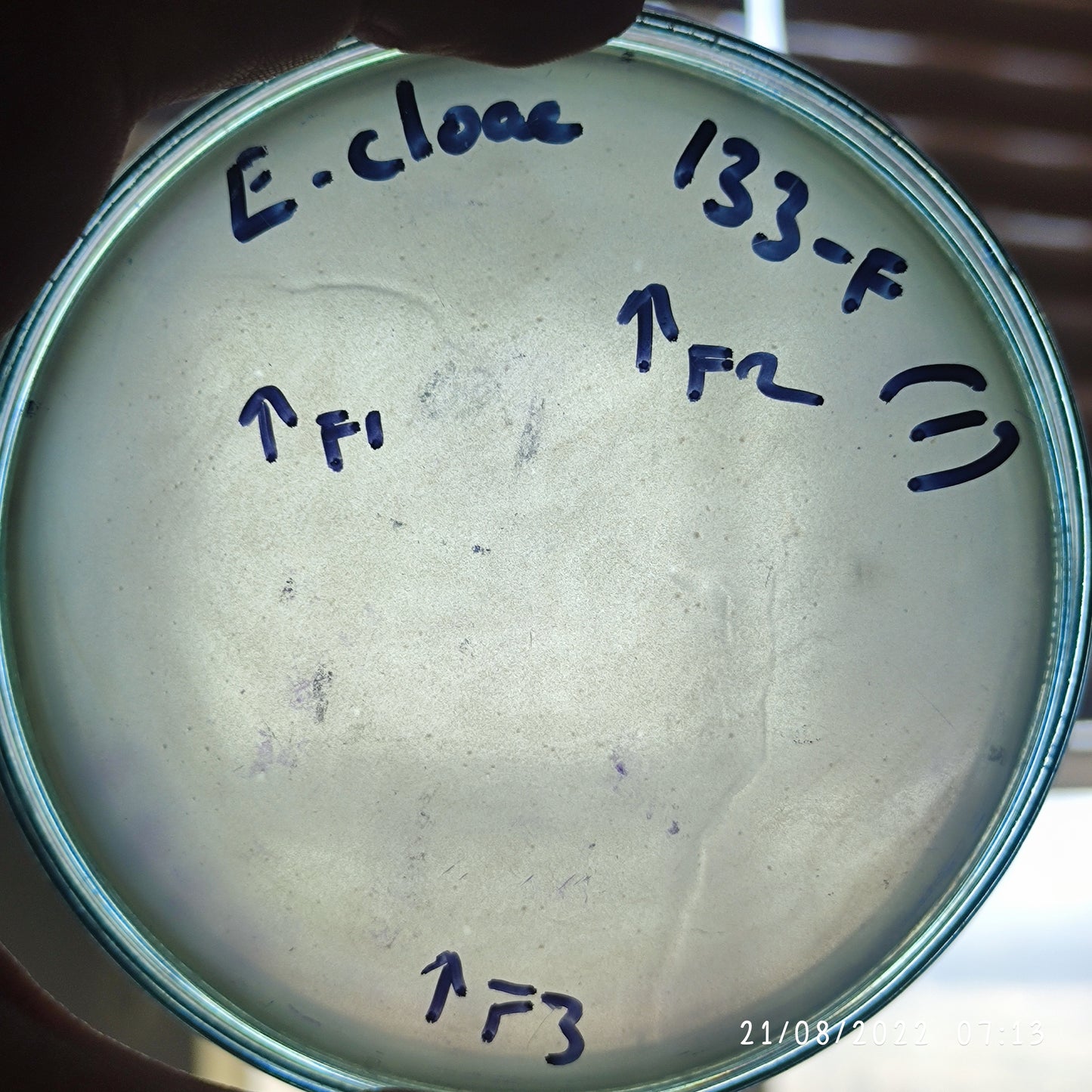 Enterobacter cloacae bacteriophage 200133F