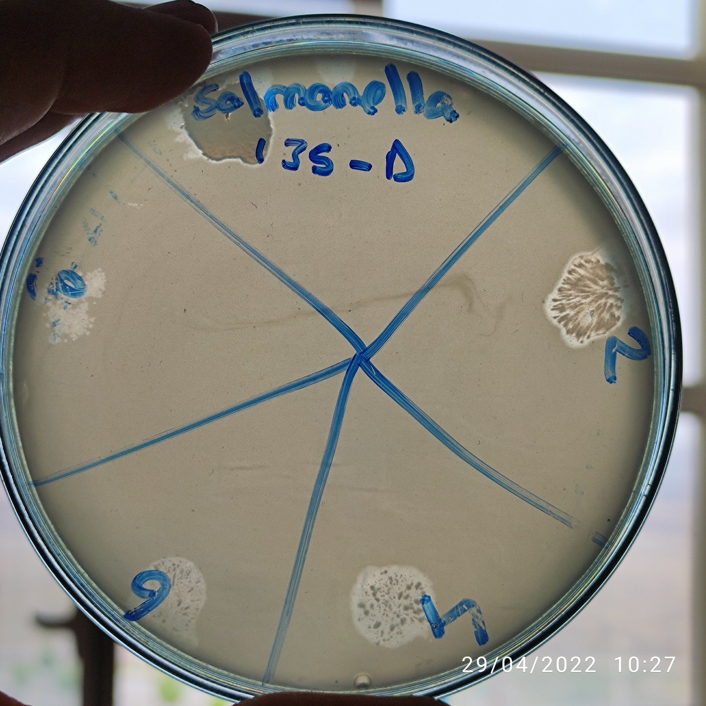 Salmonella bacteriophage 200135D