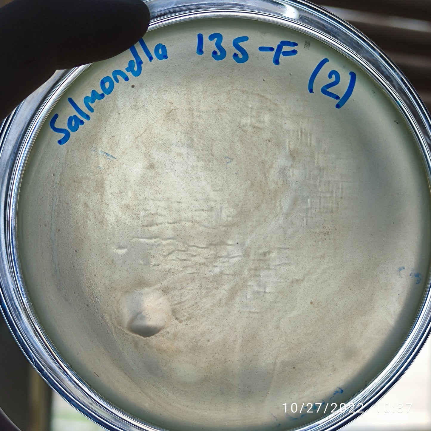Salmonella bacteriophage 200135F