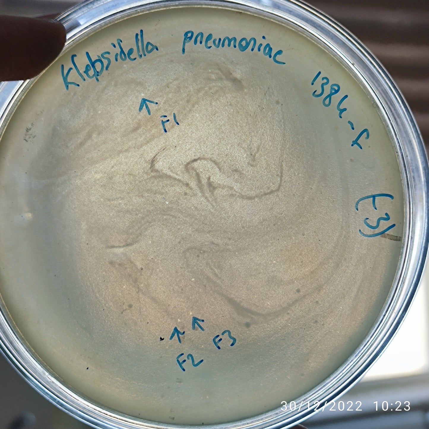 Klebsiella pneumoniae bacteriophage 181384F