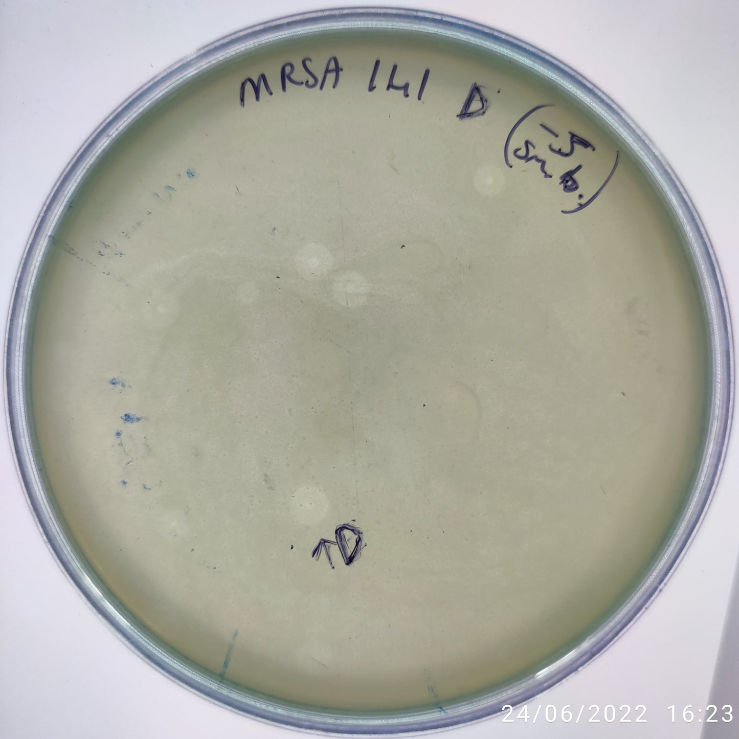 Staphylococcus aureus bacteriophage 150141D