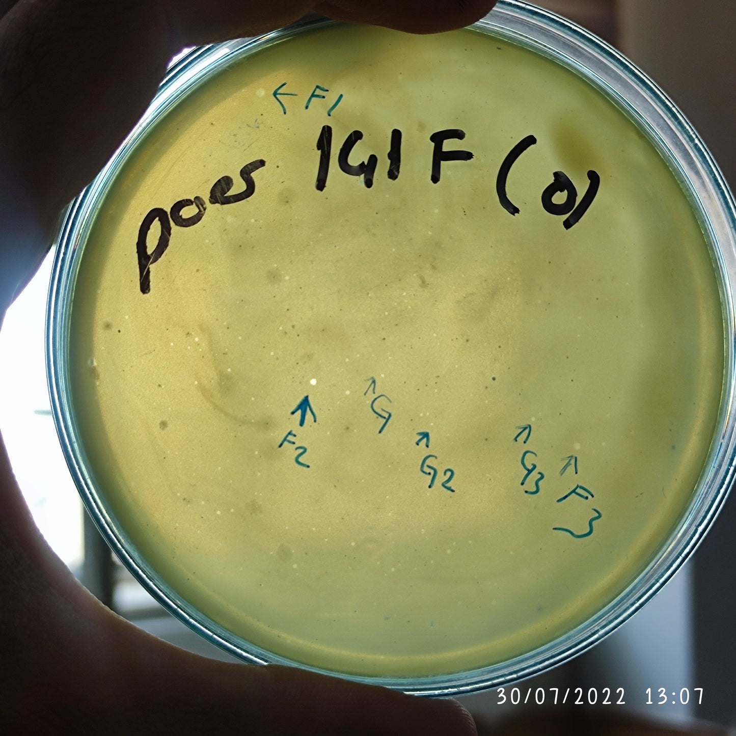 Pseudomonas aeruginosa bacteriophage 130141F