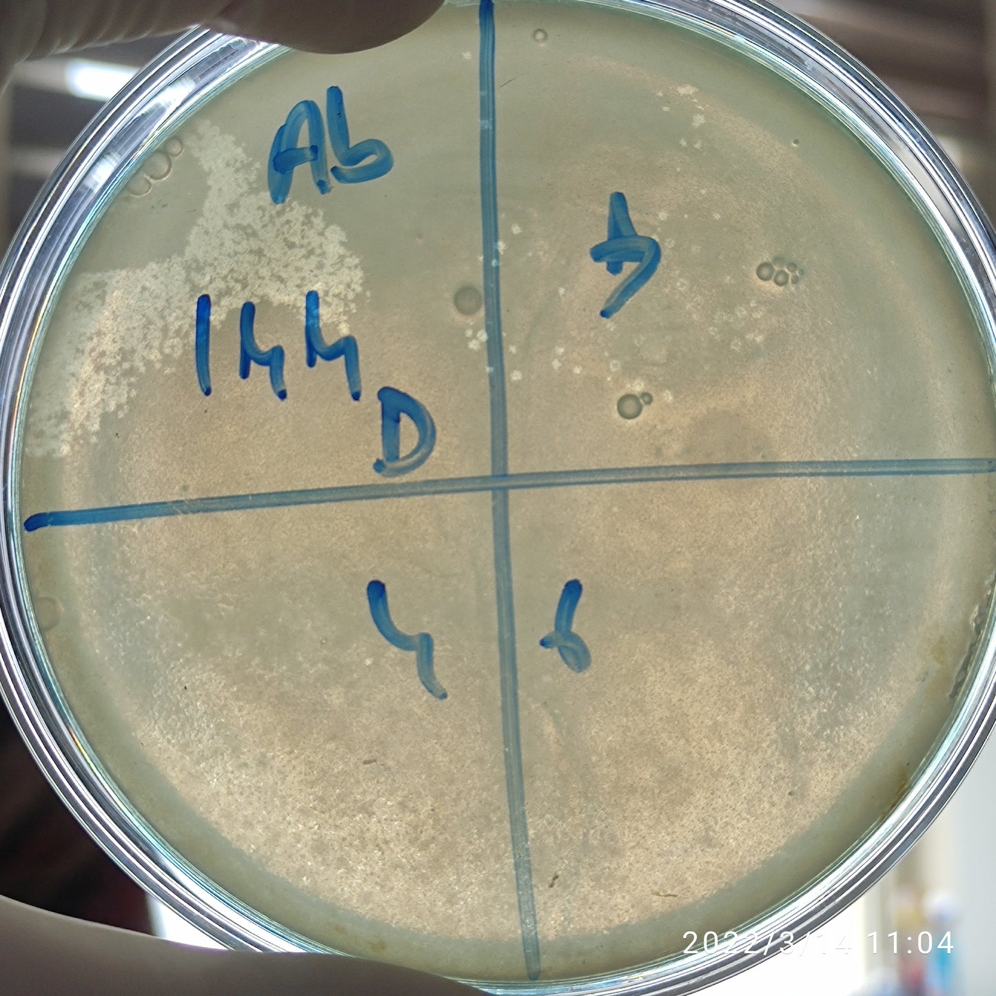 Acinetobacter baumannii bacteriophage 120144D