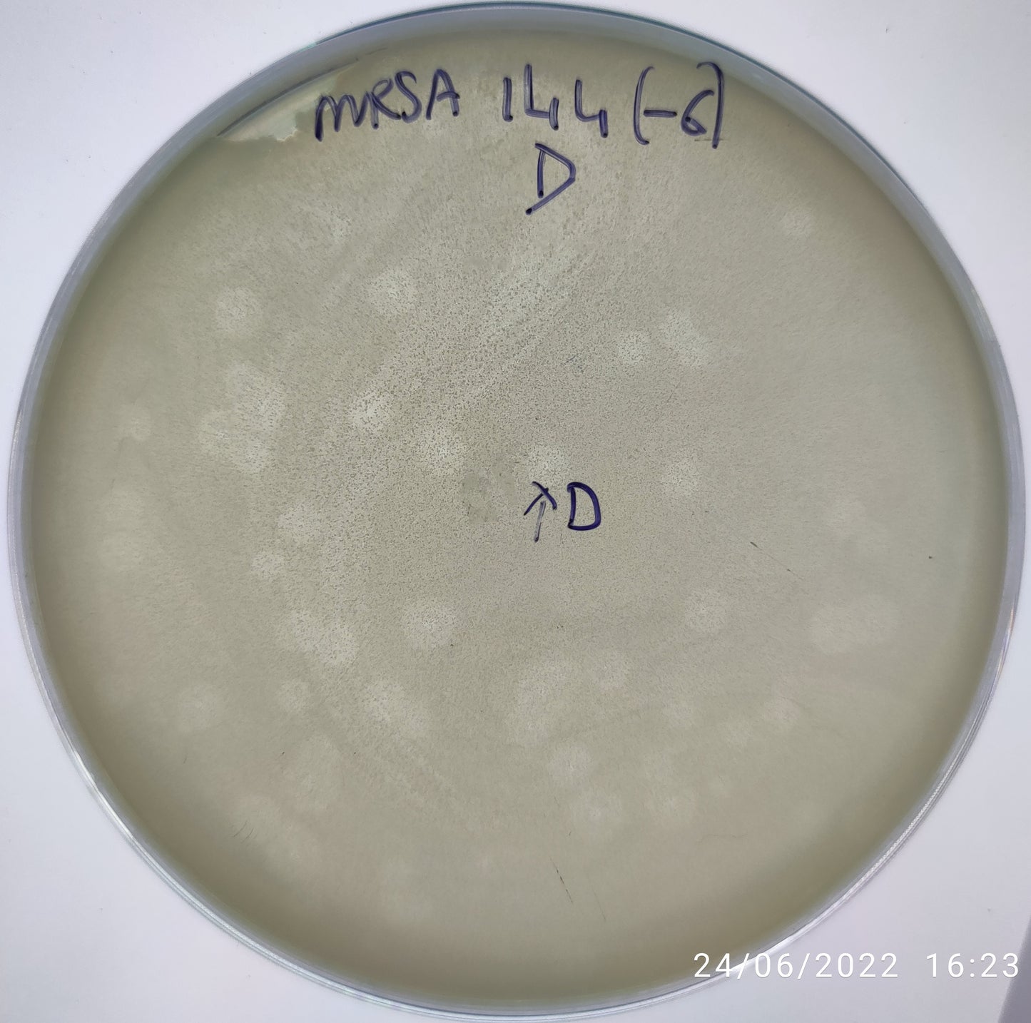 Staphylococcus aureus bacteriophage 150144D